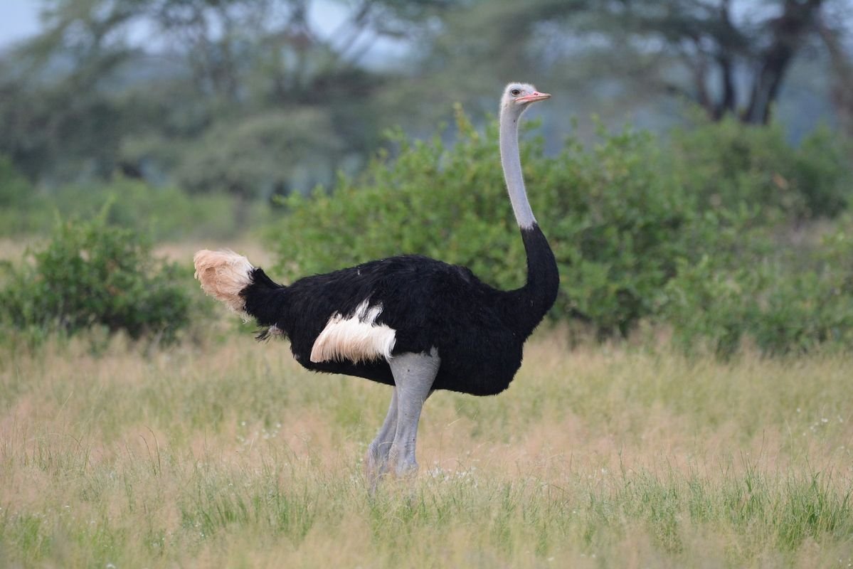 Somali Ostrich